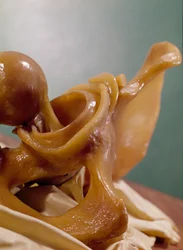 Model showing the articulation of the knee